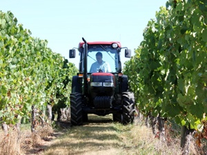 Weinbaureifen im Einsatz